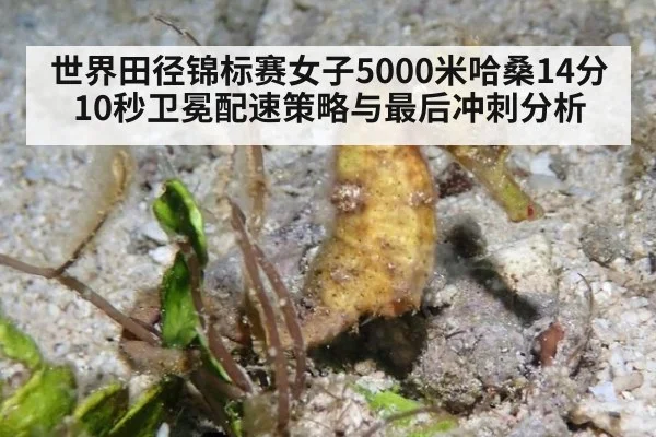 世界田径锦标赛女子5000米哈桑14分10秒卫冕配速策略与最后冲刺分析